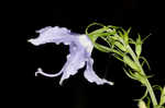 American bellflower